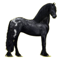 Reitpferd Friese Rappe