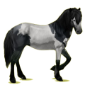 Reitpferd Isländer Rappe
