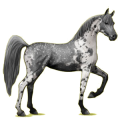 Reitpferd Araber Rotbrauner
