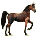 Reitpferd Araber Dunkelfuchs