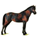Pony Deutsches Reitpony Brauner