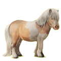 Pony Shetlandpony Fuchs