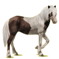 Reitpferd Isländer Cremello