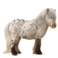 Pony Shetlandpony Fuchs