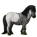 Pony Shetlandpony Fuchs