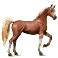 Reitpferd Araber Rotbrauner