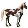 Reitpferd Mustang Falbe