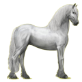 Reitpferd Friese Rappe