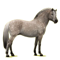 Pony Braunfalben