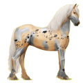 Reitpferd Friese Rappe