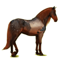 Reitpferd Andalusier Hellgrau