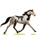 Reitpferd Morgan Fuchs