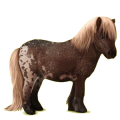 Pony Shetlandpony Fuchs