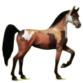Reitpferd Araber Dunkelfuchs