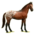 Reitpferd Oldenburger Brauner