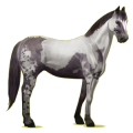 Reitpferd Paint Horse Overo-Fuchsschecke