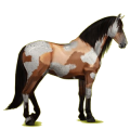 Reitpferd Andalusier Apfelschimmel