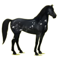 Reitpferd Mustang Fuchsschecke