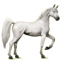 Reitpferd Araber Hellgrau