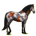 Reitpferd Apfelschimmel