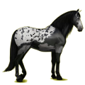 Reitpferd Andalusier Apfelschimmel