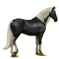 Reitpferd Lusitano Rappe