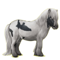 Pony Shetlandpony Cremello