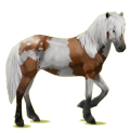 Reitpferd Brumby Rappe