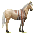 Reitpferd Paint Horse Brauner mit Overo-Scheckung