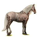 Reitpferd Andalusier Palomino