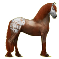 Reitpferd Friese Rappe