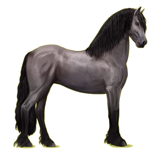 Reitpferd Friese Rappe