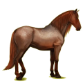 Reitpferd Andalusier Apfelschimmel