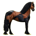 Reitpferd Rappe