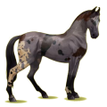 Reitpferd Marwari Dunkelfuchs