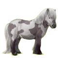 Pony Fuchs mit Tobiano-Scheckung
