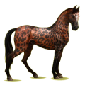 Reitpferd Marwari Rotbrauner