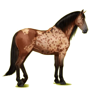 Reitpferd Andalusier Falbe