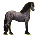 Reitpferd Friese Rappe