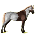 Pony Deutsches Reitpony Strawberry Roan