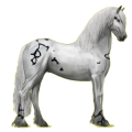 Reitpferd Friese Rappe