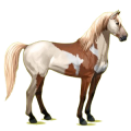 Reitpferd Mustang Dunkelfuchs
