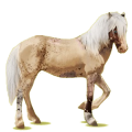 Reitpferd Isländer Palomino