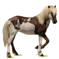 Reitpferd Isländer Dunkelfuchs