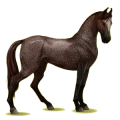 Reitpferd Marwari Dunkelbrauner