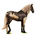 Reitpferd Andalusier Rotbrauner