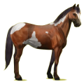 Reitpferd Paint Horse Overo-Fuchsschecke