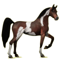 Reitpferd Araber Brauner