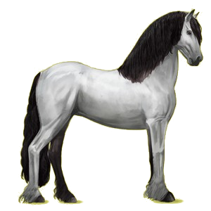 Reitpferd Friese Rappe