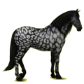 Reitpferd Andalusier Apfelschimmel